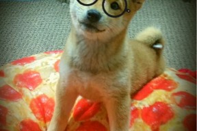 华体会下载-太阳升起时，保罗亲手撕碎浙江铁幕，当37岁的指挥官让防线成为废墟