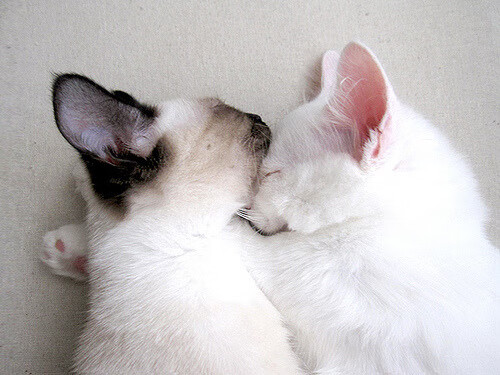 华体会体育-一场注定错位的对决，当吉林队遇上灰熊，德罗赞引爆的不只是数据  第1张